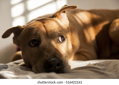 Portrait of a cute dog resting on the bed. - Shutterstock ID 516422161
