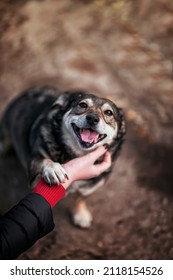 Portrait Cute Dog With A Satisfied Smile On His Face Stretched Out A Paw To A Stroking Man
