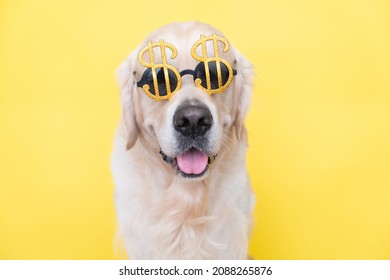 Portrait Of A Cute Dog In Sunglasses In The Shape Of A Dollar. Golden Retriever Sits On A Yellow Background With The Image Of Money.