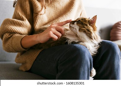 Portrait Of Cute Domestic Cat With Green Eyes Lying With Owner At Home. Unrecognizable Young Woman Petting Purebred Straight-eared Long Hair Kitty On Her Lap. Background, Copy Space, Close Up.