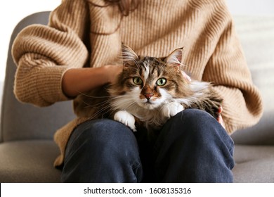 Portrait of cute domestic cat with green eyes lying with owner at home. Unrecognizable young woman petting purebred straight-eared long hair kitty on her lap. Background, copy space, close up. - Shutterstock ID 1608135316