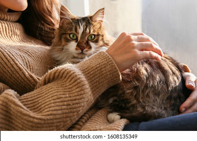 Portrait Of Cute Domestic Cat With Green Eyes Lying With Owner At Home. Unrecognizable Young Woman Petting Purebred Straight-eared Long Hair Kitty On Her Lap. Background, Copy Space, Close Up.