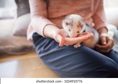 Portrait of a cute domestic ferret eating from the girl's hand in a cafe.Woman and a pet concept.