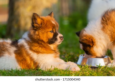 Portrait Of A Cute Elo Puppy Who Lies On The Lawn