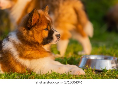 Portrait Of A Cute Elo Puppy Who Lies On The Lawn