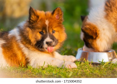 Portrait Of A Cute Elo Puppy Who Lies On The Lawn