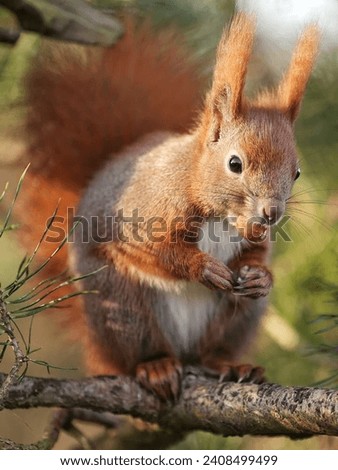 Similar – Image, Stock Photo Red Squirrel. Eating