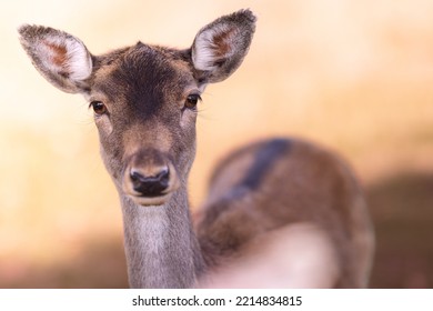 Portrait Of A Cute Fallow Deer With Golden Eyes In Warm Light