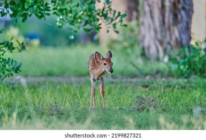 Portrait Of Cute Fawn On The Green Grass 