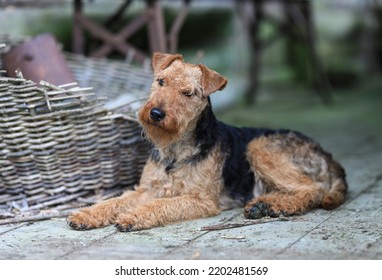 Portrait of a cute female Welsh Terrier hunting dog, posing lying down in a vintage barn and looking towards the camera. - Powered by Shutterstock