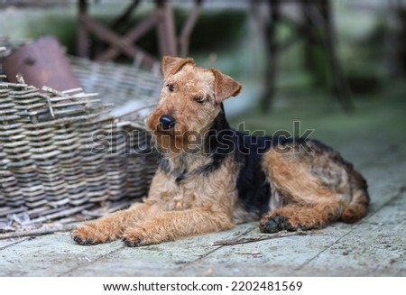 Portrait of a cute female Welsh Terrier hunting dog, posing lying down in a vintage barn and looking towards the camera.