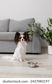 portrait of cute fluffy papillon dog sitting near metal bowl and waiting food
