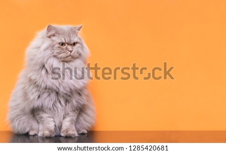 Portrait of a cute fluffy pet, a cat on a orange background looks aside to the place for the text. Gray adult cat isolated on a orange background. Copyspace, Pet concept.