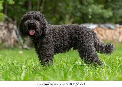 Portrait Of A Cute French Barbet Water Dog Hound Breed In Late Summer Outdoors