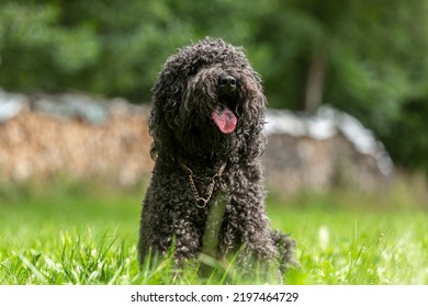 Portrait Of A Cute French Barbet Water Dog Hound Breed In Late Summer Outdoors