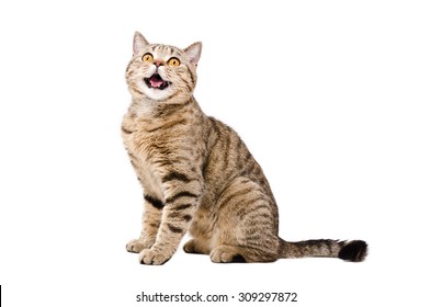 Portrait of a cute funny cat Scottish Straight isolated on white background