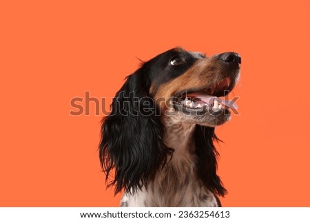Portrait of cute funny cocker spaniel dog on orange background