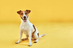 Portrait Of Cute Funny Dog Jack Russell Terrier. Happy Dog Sitting On Bright Trendy Yellow Background. Free Space For Text.