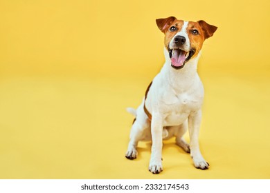 Portrait of cute funny dog jack russell terrier. Happy dog sitting on bright trendy yellow background. Free space for text. - Powered by Shutterstock