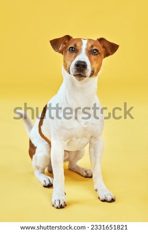 Portrait of cute funny dog jack russell terrier. Happy dog sitting on bright trendy yellow background. Free space for text.