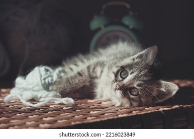 Portrait Of A Cute Funny Kitten Lying On A Table Indoors.Looking At The Camera.Low Angle View.