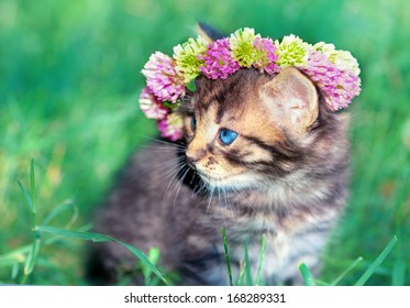 Portrait of cute funny little kitten crowned with a chaplet of clover