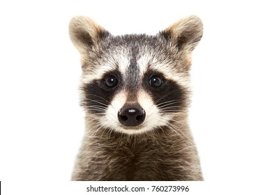 Portrait of a cute funny raccoon, closeup, isolated on white background