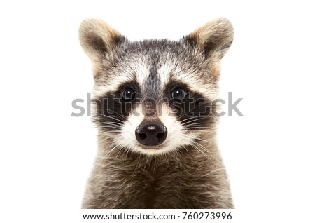 Portrait of a cute funny raccoon, closeup, isolated on white background