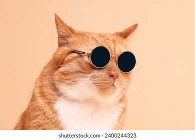 Portrait of cute ginger cat in stylish sunglasses on beige background - Powered by Shutterstock