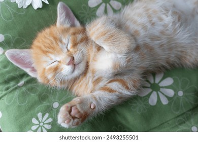 portrait of a cute ginger kitten sleeping on a green pillow. comfort and relaxation of your beloved pet. cat day. Cat's childhood. the pet sleeps sweetly - Powered by Shutterstock