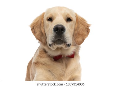 portrait of a cute golden retriever dog looking at the camera and wearing a red bowtie on white background - Shutterstock ID 1859314036
