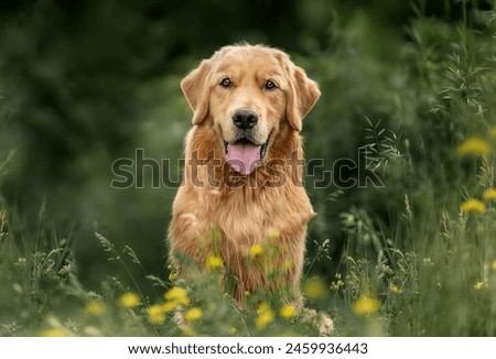 Portrait of a cute Golden Retriever dog in the garden.