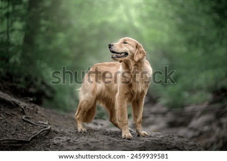 Similar – Labrador retriever labbi