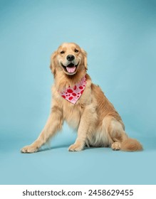 Portrait of a cute Golden Retriever dog.isolated on a studio background.