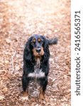 Portrait of a cute Gordon Setter dog in the forest.