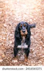 Portrait of a cute Gordon Setter dog in the forest.