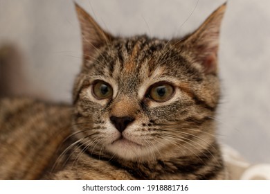 portrait of a cute gray 3-4 month old kitten