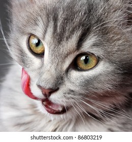 Portrait Of Cute Gray Kitten Licking Lips