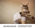 Portrait of a cute gray tabby Maine Coon kitten lying on a play stand