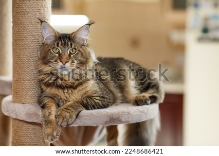 Portrait of a cute gray tabby Maine Coon kitten lying on a play stand