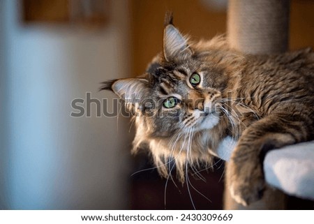 Portrait of a cute gray tabby Maine Coon kitten on a play stand