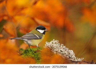 Portrait Of A Cute Great Tit. Parus Major. Song Bird In The Nature Habitat. Autumn Scene With A Titmouse. 