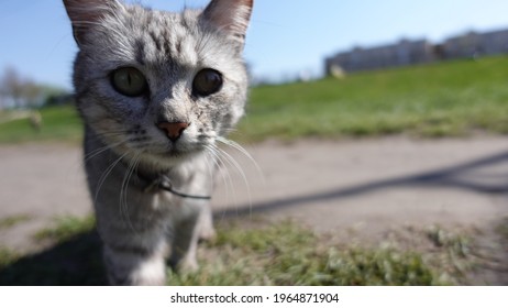 A Portrait Of Cute Grey Cat Looking At The Camera. Homeless Cat Lost On A Street Hungry. Beautiful Cat With Collar On His Neck. Poor Homeless Cat Looking For Food And Shelter. Lost Animal Scared