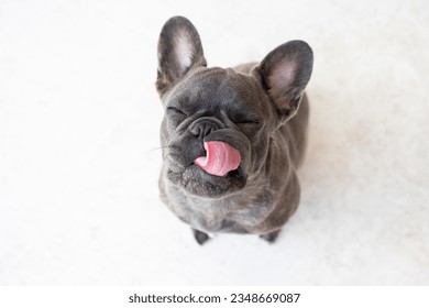 Portrait of a Cute grey french bulldog isolated on a white background. Dog licking itself. Tongue out