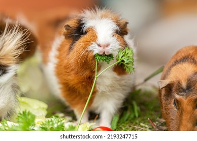 Portrait of a cute guinea eating vegetables in summer outdoors, cavia porcellus - Powered by Shutterstock