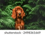 Portrait of a cute Irish Setter dog in the garden.