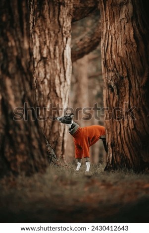 Portrait of a cute Italian Greyhound dog in the forest.