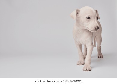 Portrait of cute Italian Greyhound puppy isolated on white studio background. Small beagle dog white beige color

