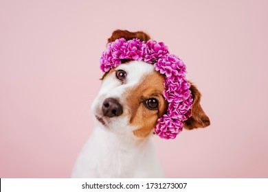 https://image.shutterstock.com/image-photo/portrait-cute-jack-russell-dog-260nw-1731273007.jpg