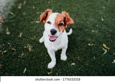 Portrait Of Cute Jack Russell Dog Smiling Outdoors Sitting On The Grass, Summer Time